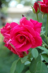 In Bloom 2